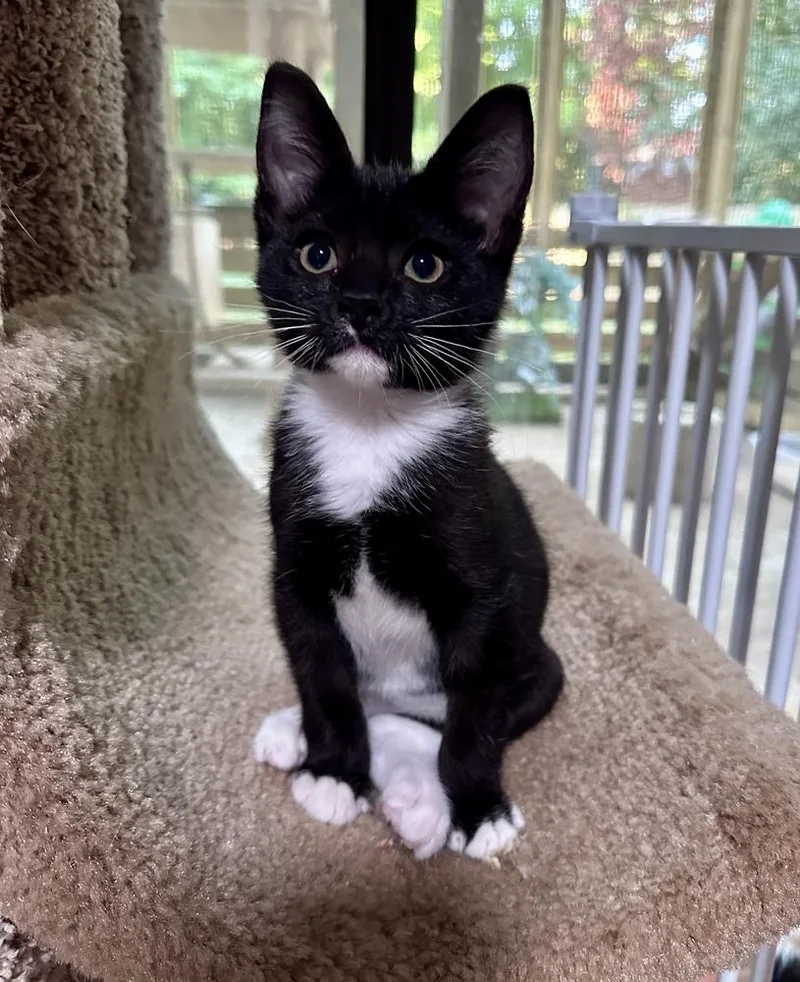 A baby small-sized male Black & White / Tuxedo Domestic Short Hair cat named King for adoption in Greensboro, NC
