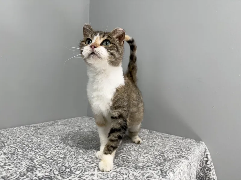 An adult medium-sized female Dilute Calico Domestic Short Hair cat named Dove for adoption in Frankfort, IN