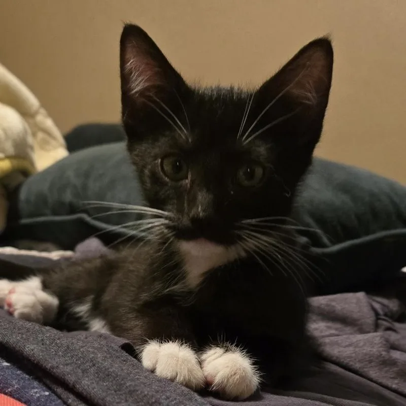 A baby small-sized female Black & White / Tuxedo Domestic Short Hair cat named Swissroll for adoption in Bentonville, AR