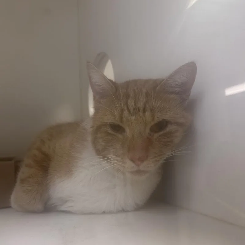 An adult large-sized male Orange / Red Domestic Short Hair cat named Rich for adoption in Philadelphia, PA