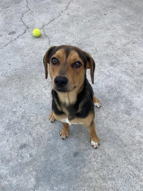 A young small-sized male Beagle dog named Champ for adoption in Fremont, CA
