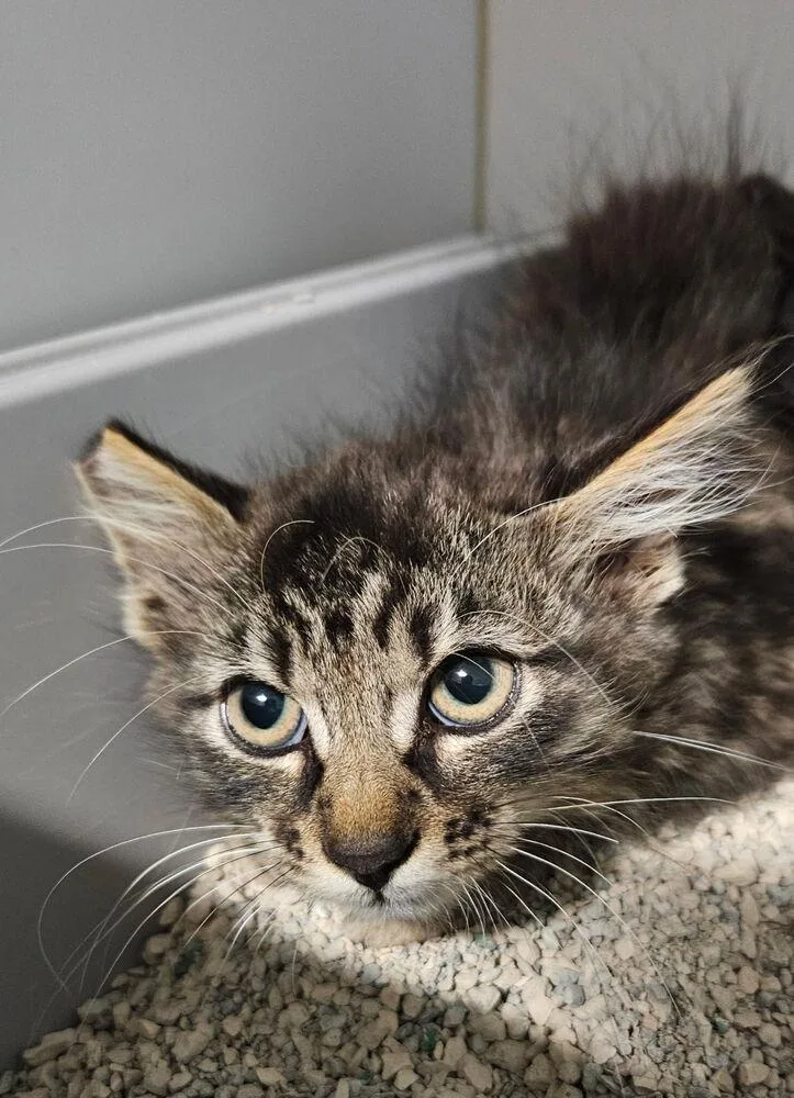 A baby small-sized male Tabby (Brown / Chocolate) Domestic Short Hair cat named Panchito for adoption in Ontario, CA