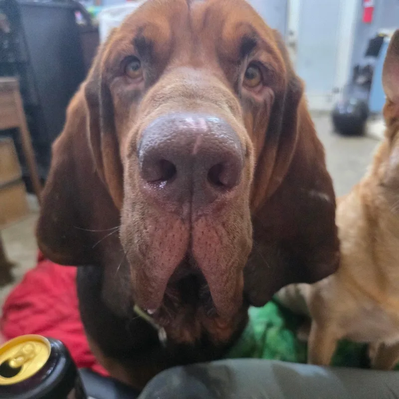 An adult large-sized male Bicolor Bloodhound dog named Beau for adoption in Port Saint Lucie, FL