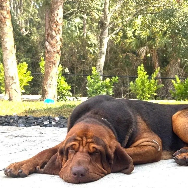 Beau thumbnail 2