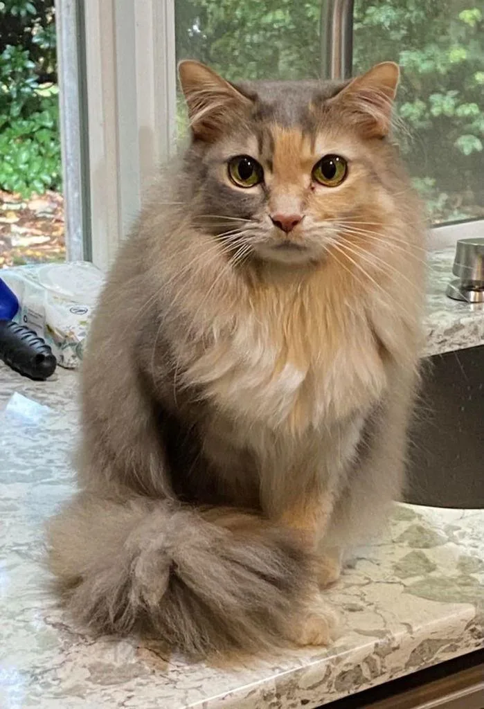 Ch  Lucy thumbnail 2