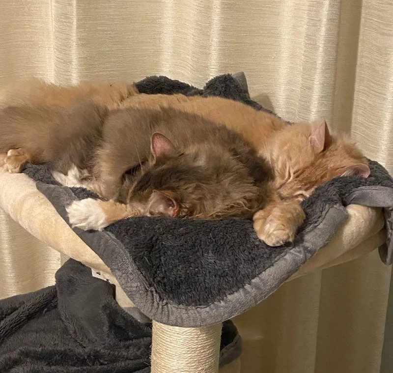 Ch  Lucy thumbnail 3