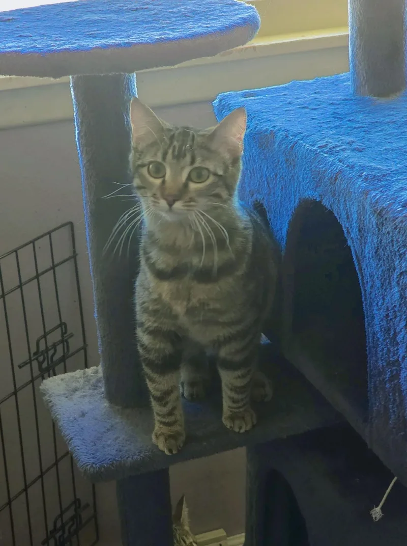 A baby medium-sized female Tabby (Gray / Blue / Silver) Domestic Short Hair cat named Gretchen for adoption in Manhattan, KS