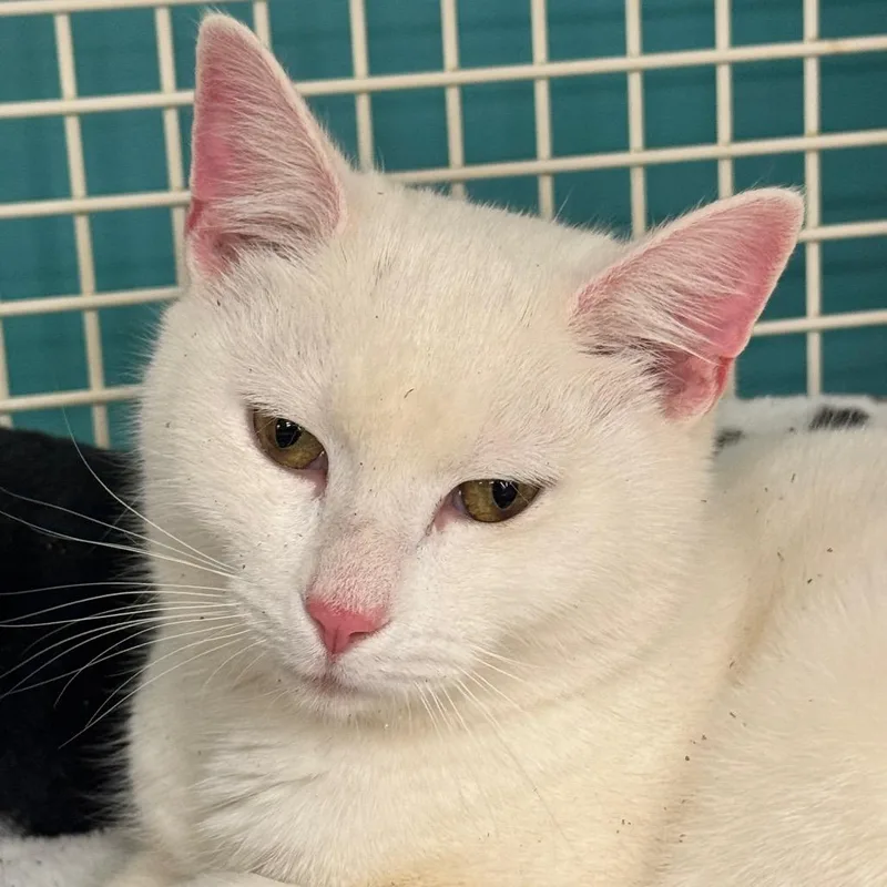 A young small-sized male White Domestic Short Hair cat named Storm for adoption in Ashland, VA