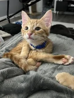 A baby medium-sized male Orange / Red Tabby cat named Rainer for adoption in Lombard, IL
