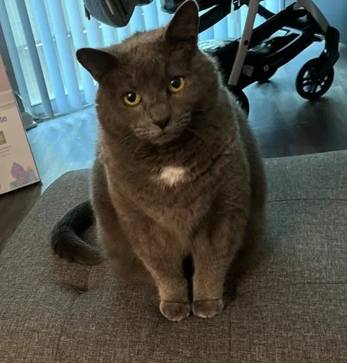 A senior small-sized male Domestic Short Hair cat named Smokey for adoption in Leesburg, VA