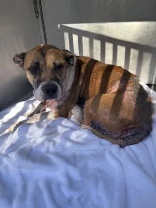 An adult medium-sized male Brown / Chocolate Pit Bull Terrier dog named Buster for adoption in Inverness, FL