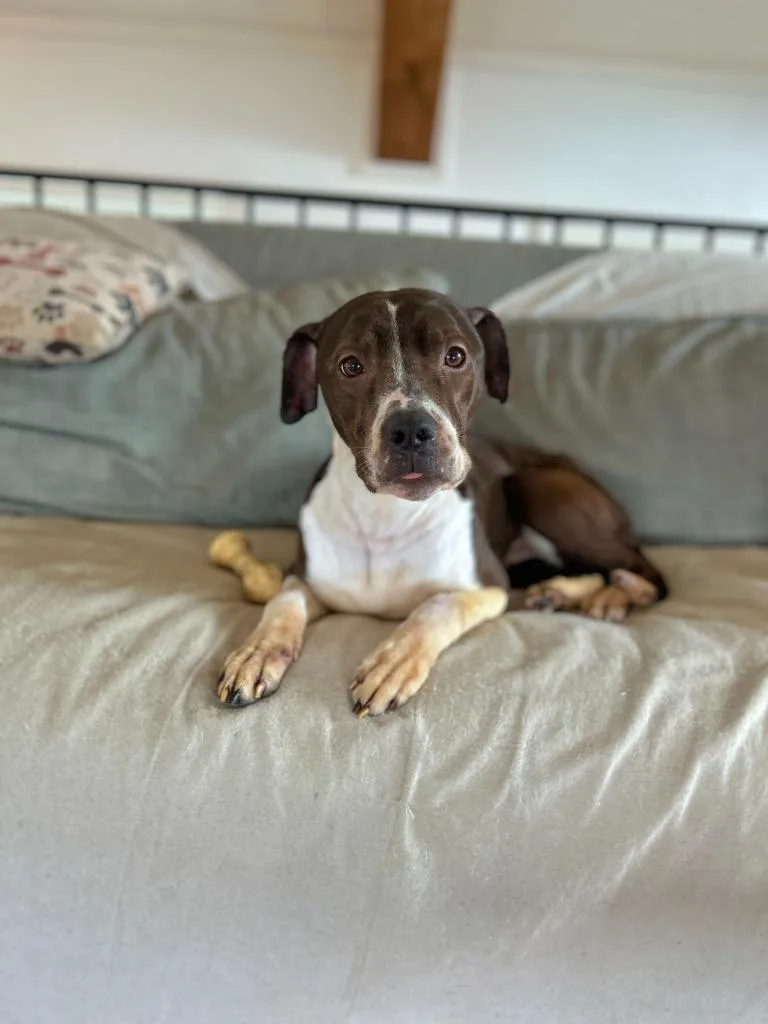 An adult small-sized female Pointer dog named Mocha for adoption in Hudson, NY