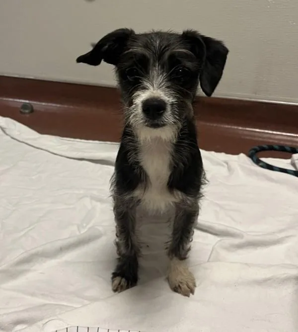 A young small-sized female Chihuahua dog named Oreo for adoption in Dublin, CA