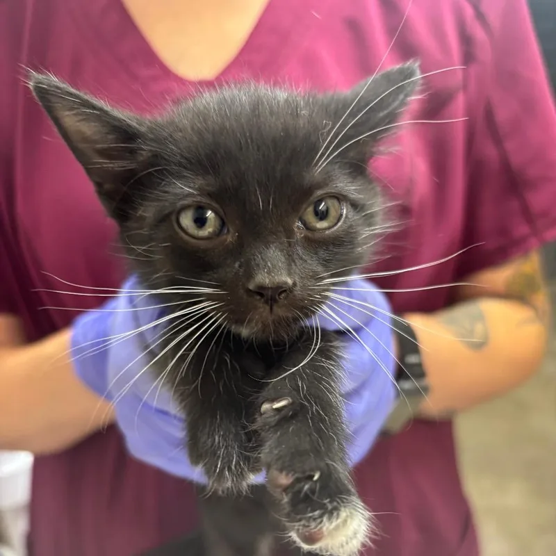 A baby small-sized female Domestic Short Hair cat named Sprite for adoption in Clanton, AL