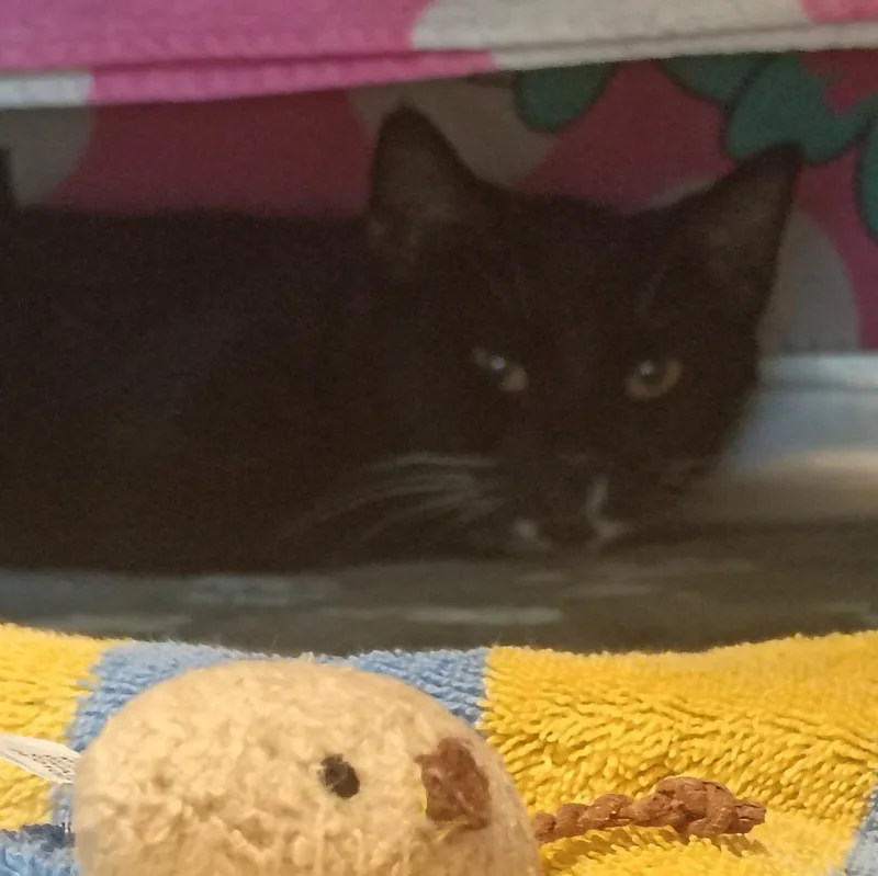 A young small-sized female Domestic Short Hair cat named Kit Kat for adoption in Hyde Park, NY