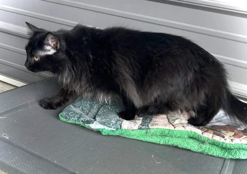 A young medium-sized female Black Domestic Long Hair cat named Rapunzel for adoption in Estherville, IA