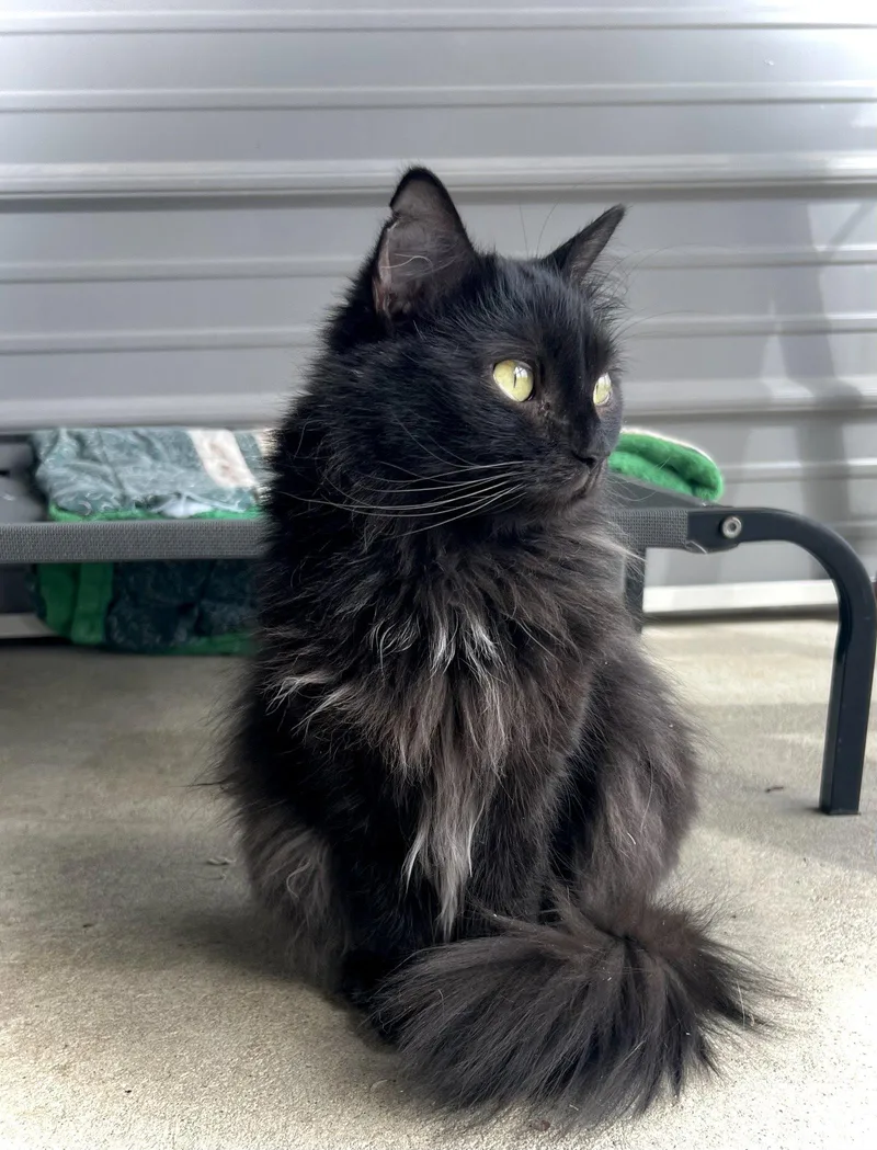 Rapunzel thumbnail 2