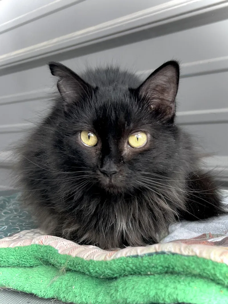 Rapunzel thumbnail 3