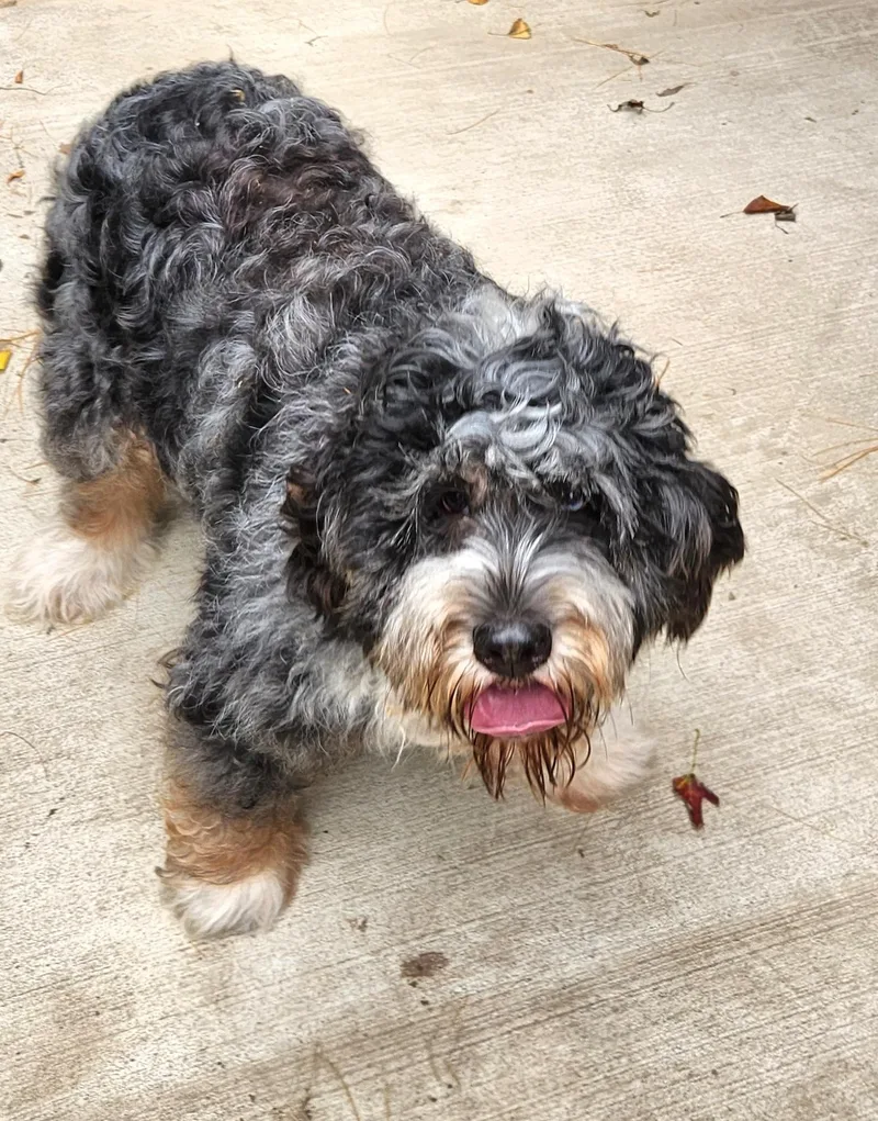 A young medium-sized female Bernedoodle dog named Gracie for adoption in Liberty Center, OH
