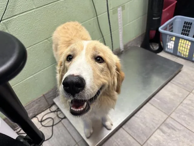 A young large-sized female Great Pyrenees dog named Evangeline for adoption in Grand Prairie, TX