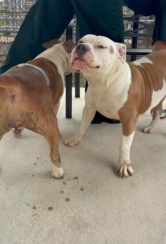 An adult medium-sized female Tricolor (Brown, Black, & White) American Bulldog dog named Mary for adoption in Lakeland, FL