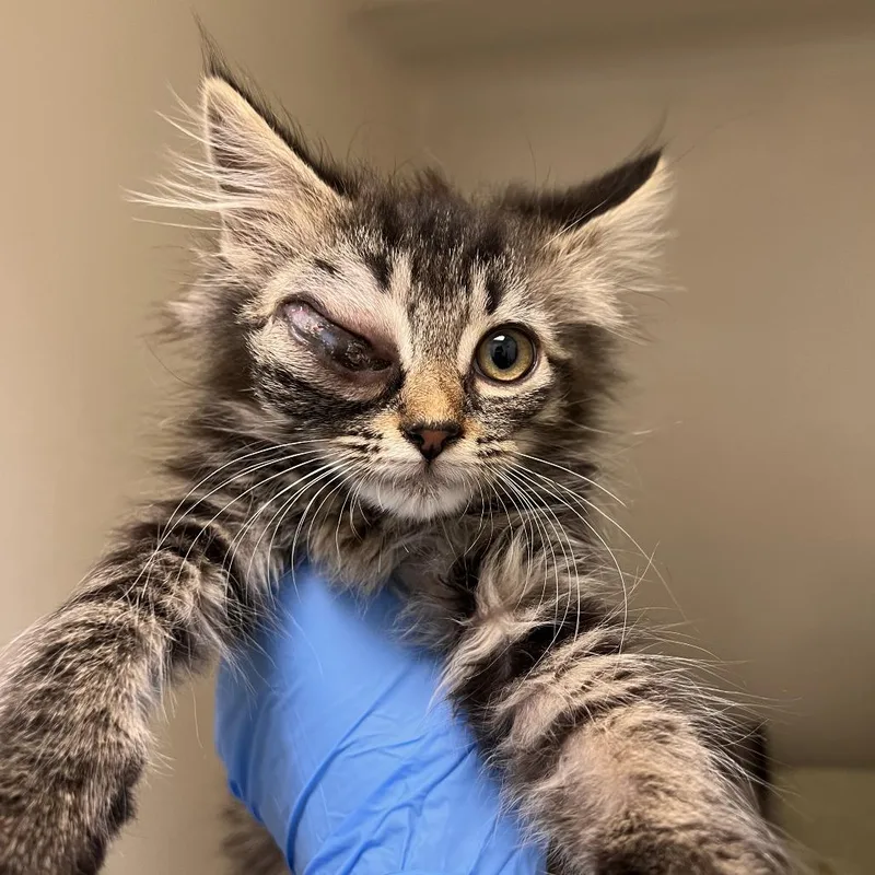 A baby small-sized female Domestic Long Hair cat named 72832 for adoption in Harrisonburg, VA