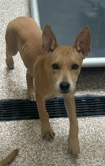 A young medium-sized female German Shepherd Dog dog named Daisy for adoption in Pueblo, CO