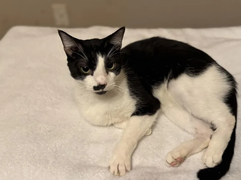 An adult medium-sized male Domestic Short Hair cat named Moostache for adoption in Plumerville, AR