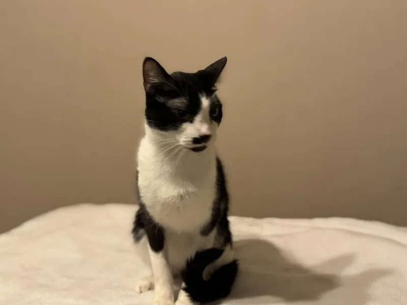 Moostache thumbnail 3