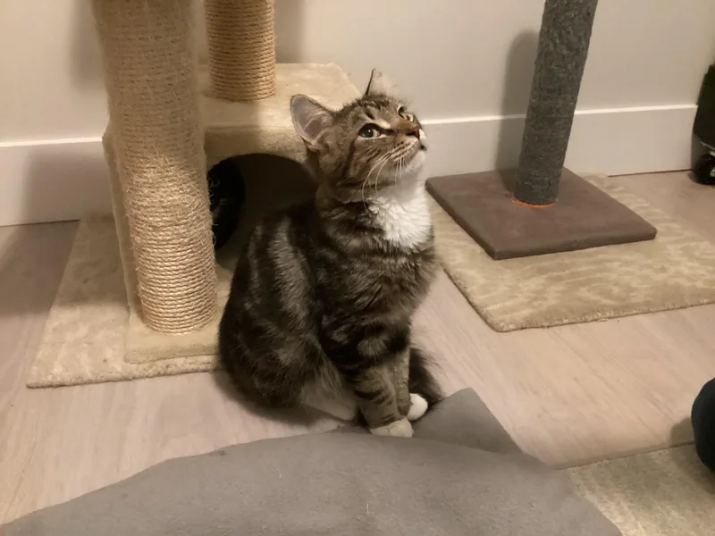 Roxieand Ryder Bonded Pair