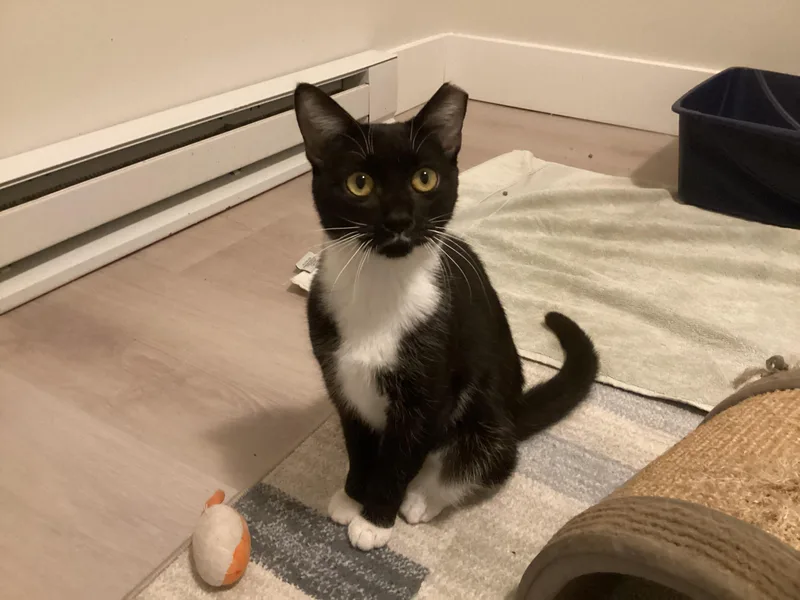 Roxieand Ryder Bonded Pair thumbnail 2