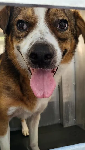 A young large-sized male German Shepherd Dog dog named Wizard for adoption in San Antonio, TX
