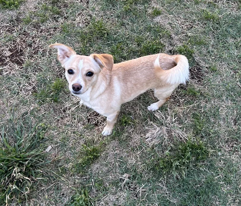 An adult small-sized male Apricot / Beige Chihuahua dog named Dylon for adoption in Chickasha, OK