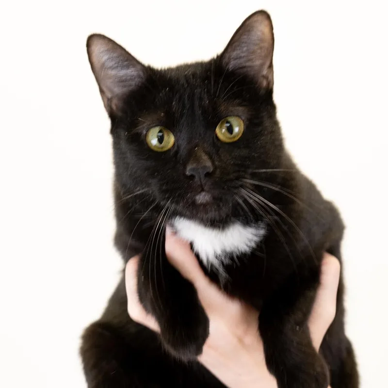 An adult medium-sized female Black Domestic Short Hair cat named Dayla for adoption in Buffalo, MN
