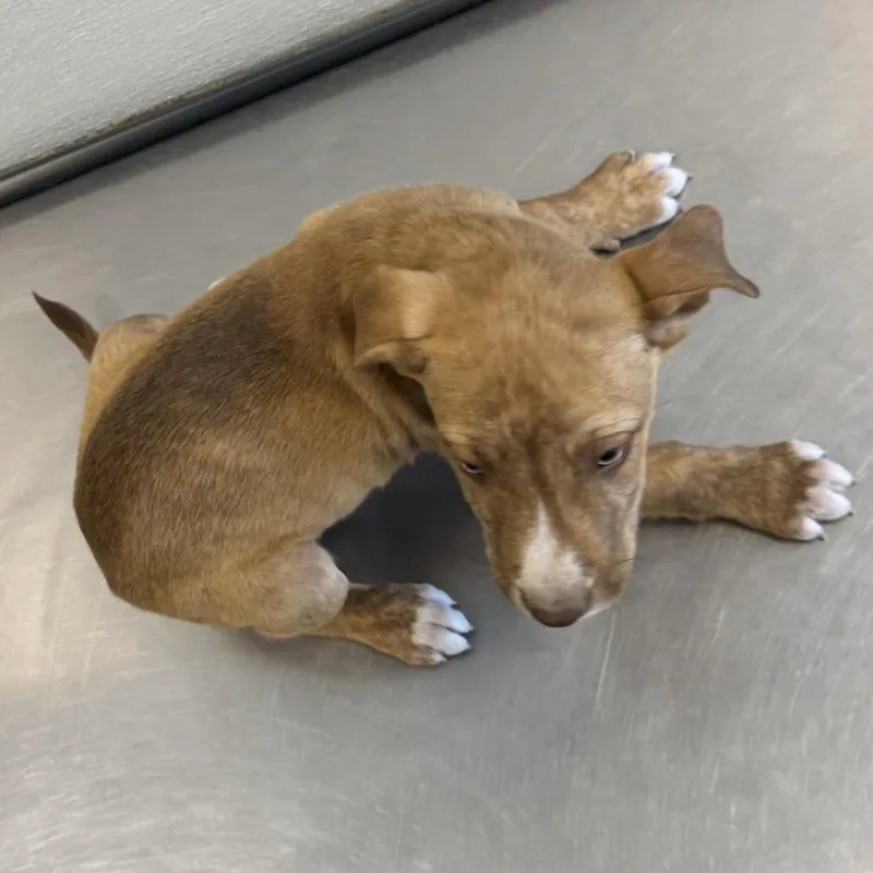 A baby small-sized male Black Mixed Breed dog named Bugle for adoption in Las Cruces, NM