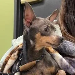 An adult medium-sized female Gray / Blue / Silver Miniature Pinscher dog named Yorkstray for adoption in York, PA