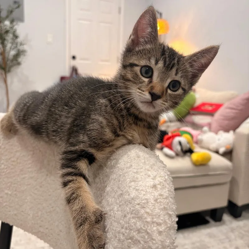 A baby medium-sized male Brown / Chocolate Domestic Short Hair cat named Coco for adoption in Philadelphia, PA