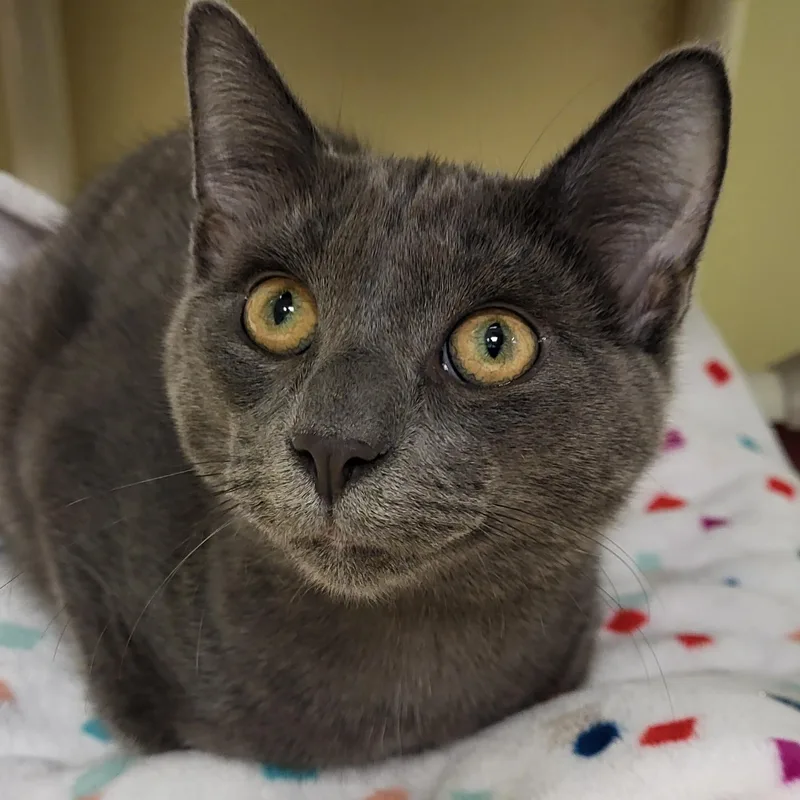 A baby medium-sized male Gray / Blue / Silver Domestic Short Hair cat named Sweet Chili for adoption in Grayslake, IL