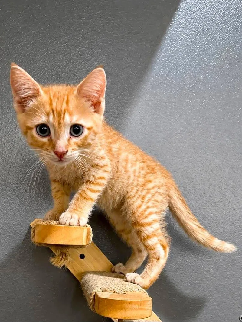 A baby medium-sized male Tabby (Orange / Red) Domestic Short Hair cat named Lightning for adoption in Sioux Falls, SD