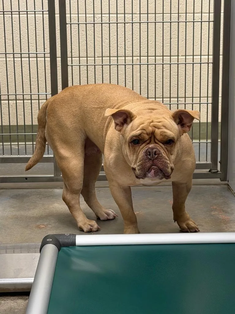 A young medium-sized female American Bulldog dog named 2026-06-012 for adoption in Winder, GA