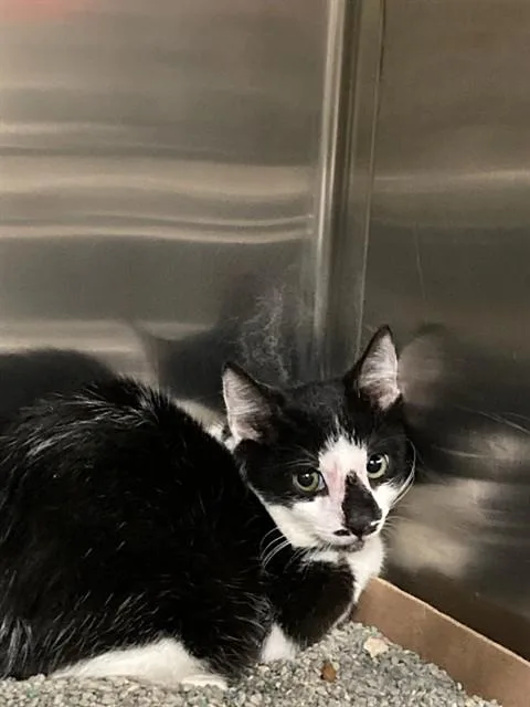 A young small-sized male Domestic Short Hair cat named Utah for adoption in Olivette, MO