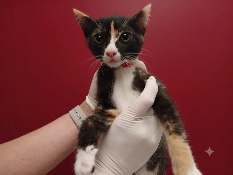 A baby small-sized female Domestic Short Hair cat named Milk for adoption in Los Angeles, CA