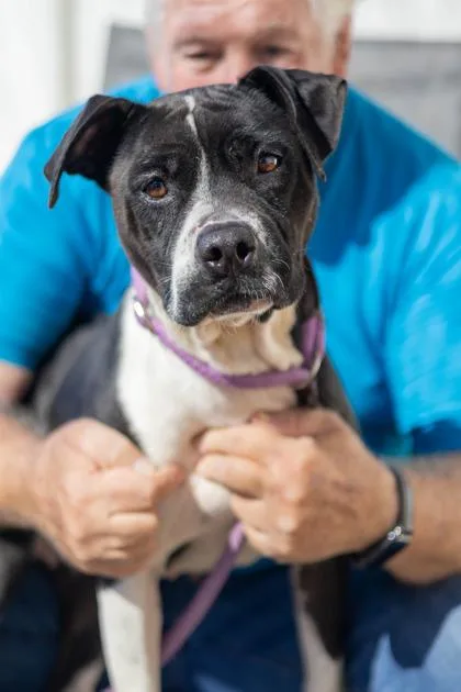 An adult medium-sized female Mixed Breed dog named Hollie for adoption in Chamblee, GA