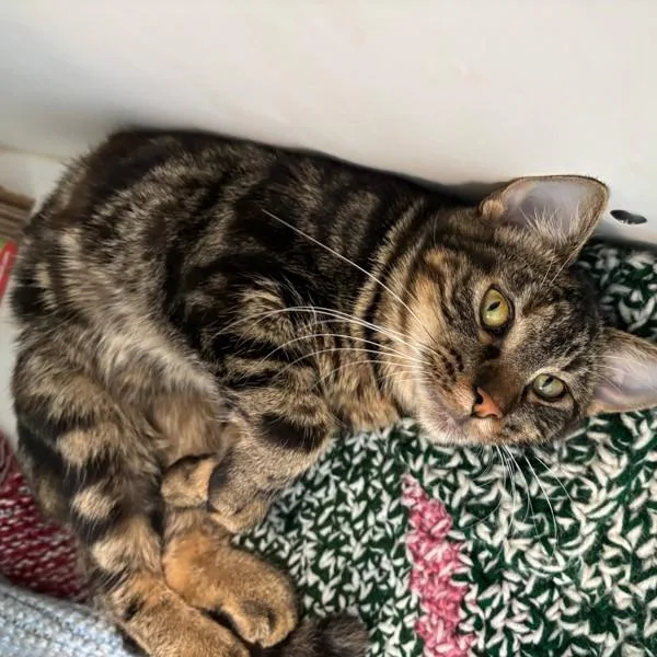 A young small-sized female Domestic Short Hair cat named Gemma for adoption in Des Moines, IA