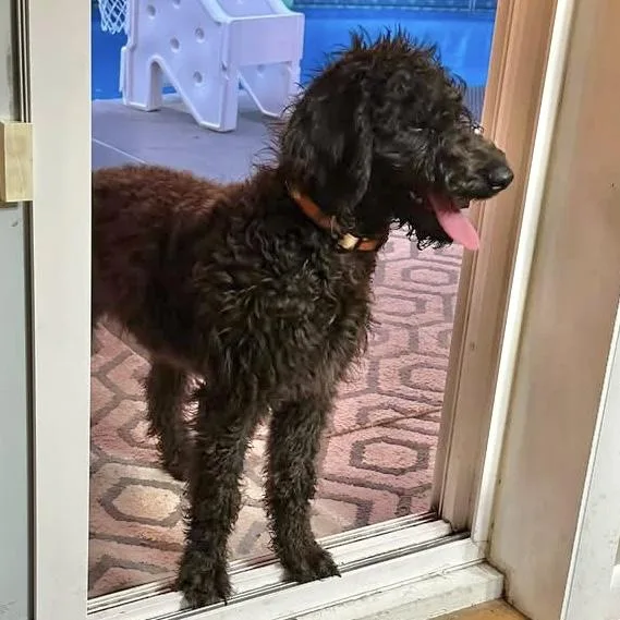 A baby medium-sized female Black Standard Poodle dog named Blossom for adoption in Hillsborough, NJ