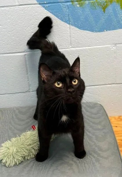 An adult large-sized male Domestic Short Hair cat named Copper for adoption in Fairfax, VA