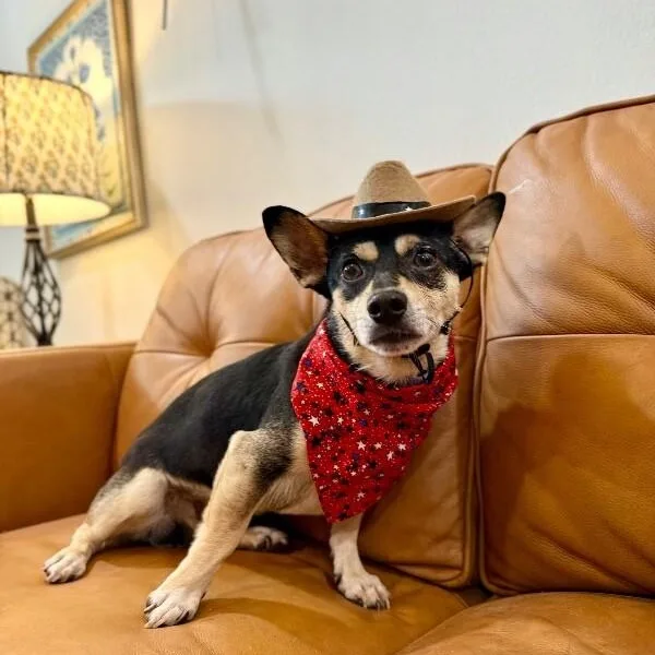 A young small-sized male Black Chihuahua dog named Little Fred The Tiny for adoption in Friendswood, TX