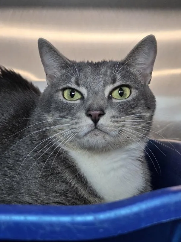 A young medium-sized female Domestic Short Hair cat named Arwen for adoption in Millersville, MD