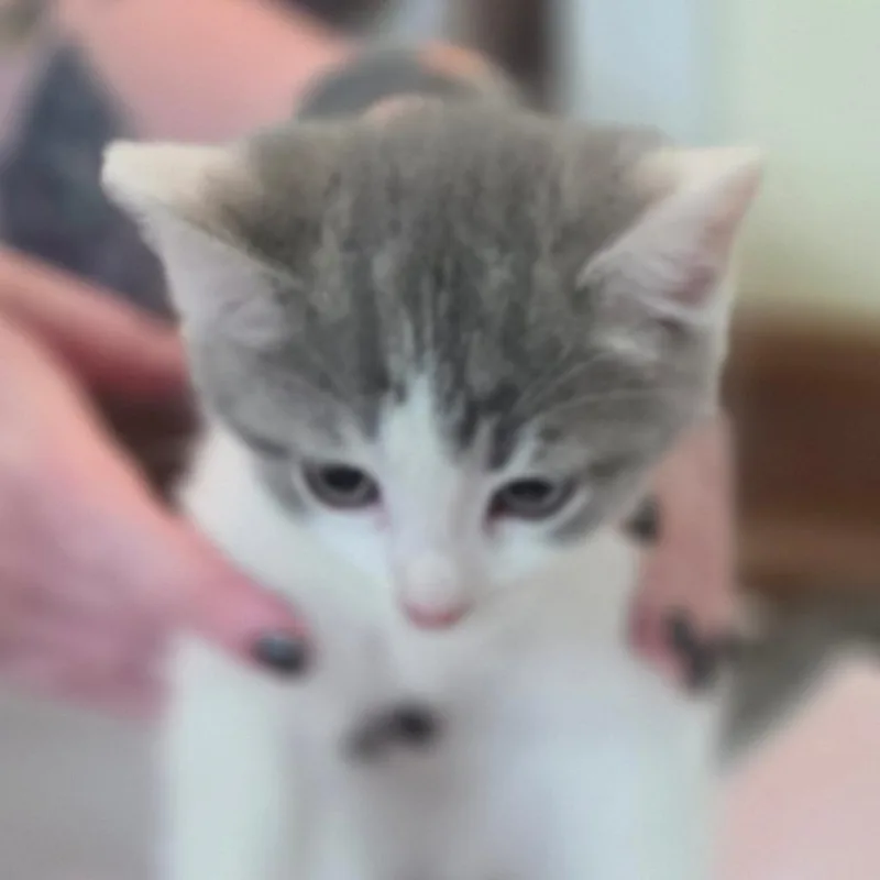 A baby small-sized female White Domestic Short Hair cat named Nosy Smurf for adoption in Muncie, IN