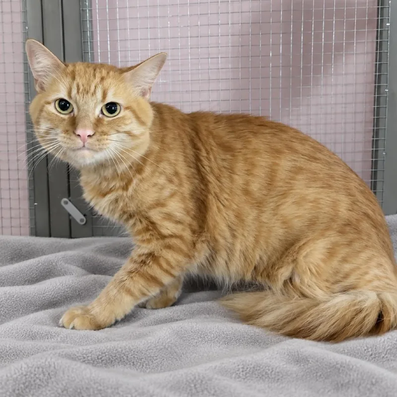 An adult large-sized male Domestic Medium Hair cat named Harold for adoption in Austin, TX